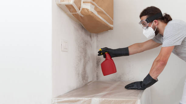 Professional Basement Mold Remediation technician working in Wilson, NC
